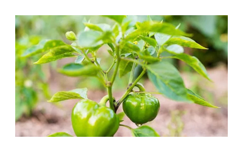 capsicum business Plan
