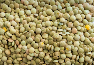 lentils farming business plan