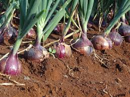 onions farm business plan